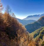 Risoul forest in autumn 