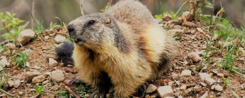 Marmot